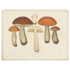Antique Mycology Print of Leccinum Scabrum by E.M. Fries, circa 1860