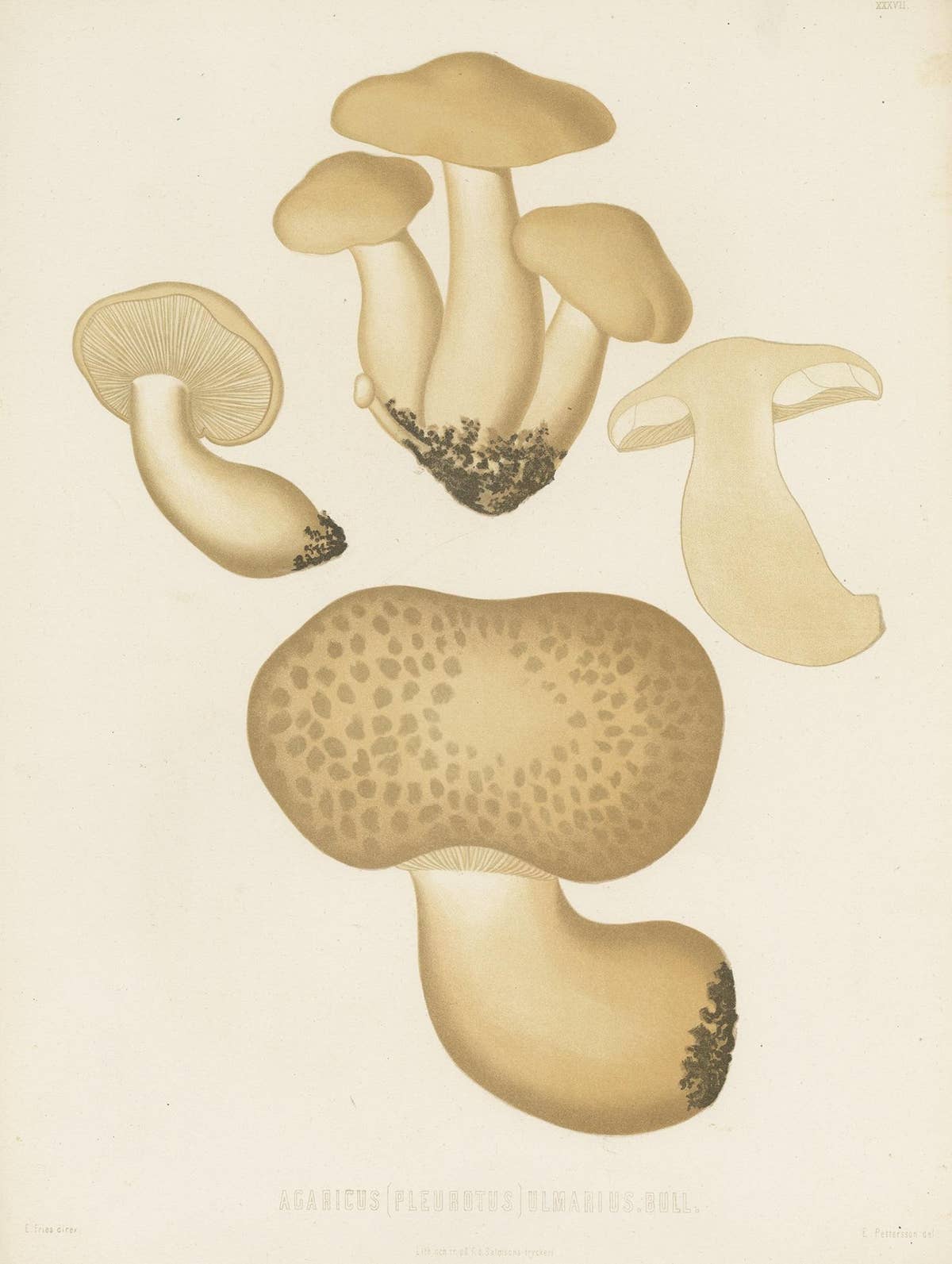 Antique Mycology Print of Oyster Mushrooms by E.M. Fries, circa 1860