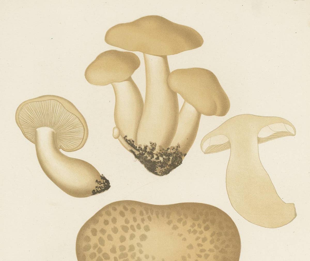 Antique Mycology Print of Oyster Mushrooms by E.M. Fries, circa 1860