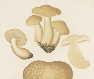 Antique Mycology Print of Oyster Mushrooms by E.M. Fries, circa 1860, view 3