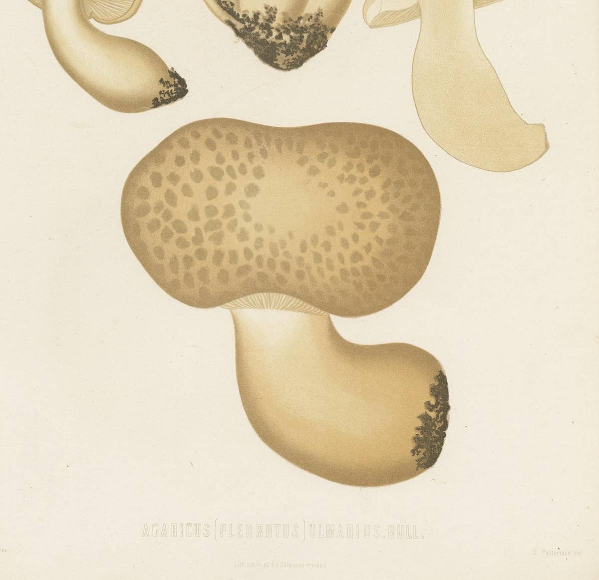 Antique Mycology Print of Oyster Mushrooms by E.M. Fries, circa 1860