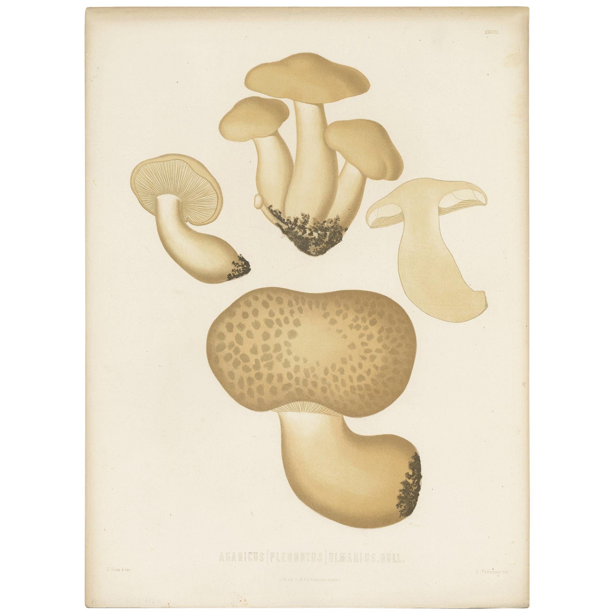 Antiker Mycology-Druck von Austern-Muscheln von E.M. Friesen, um 1860