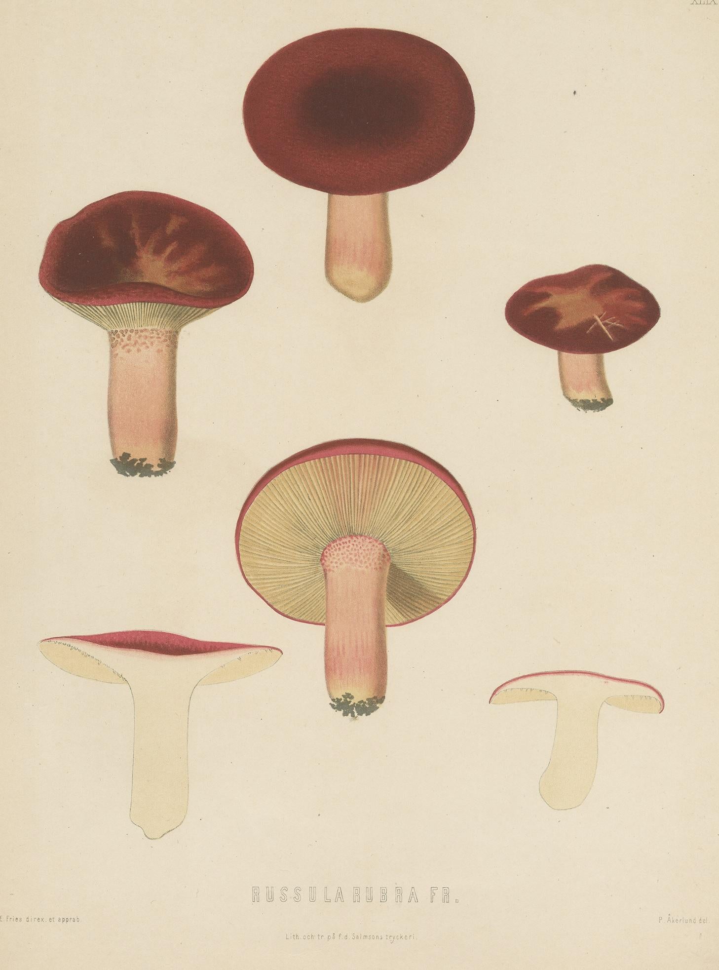Antique mycology print titled 'Russula Rubra Fr.'. Russula emetica, commonly known as the sickener, emetic russula, or vomiting russula, is a basidiomycete mushroom, and the type species of the genus Russula.

This print originates from 'Sveriges