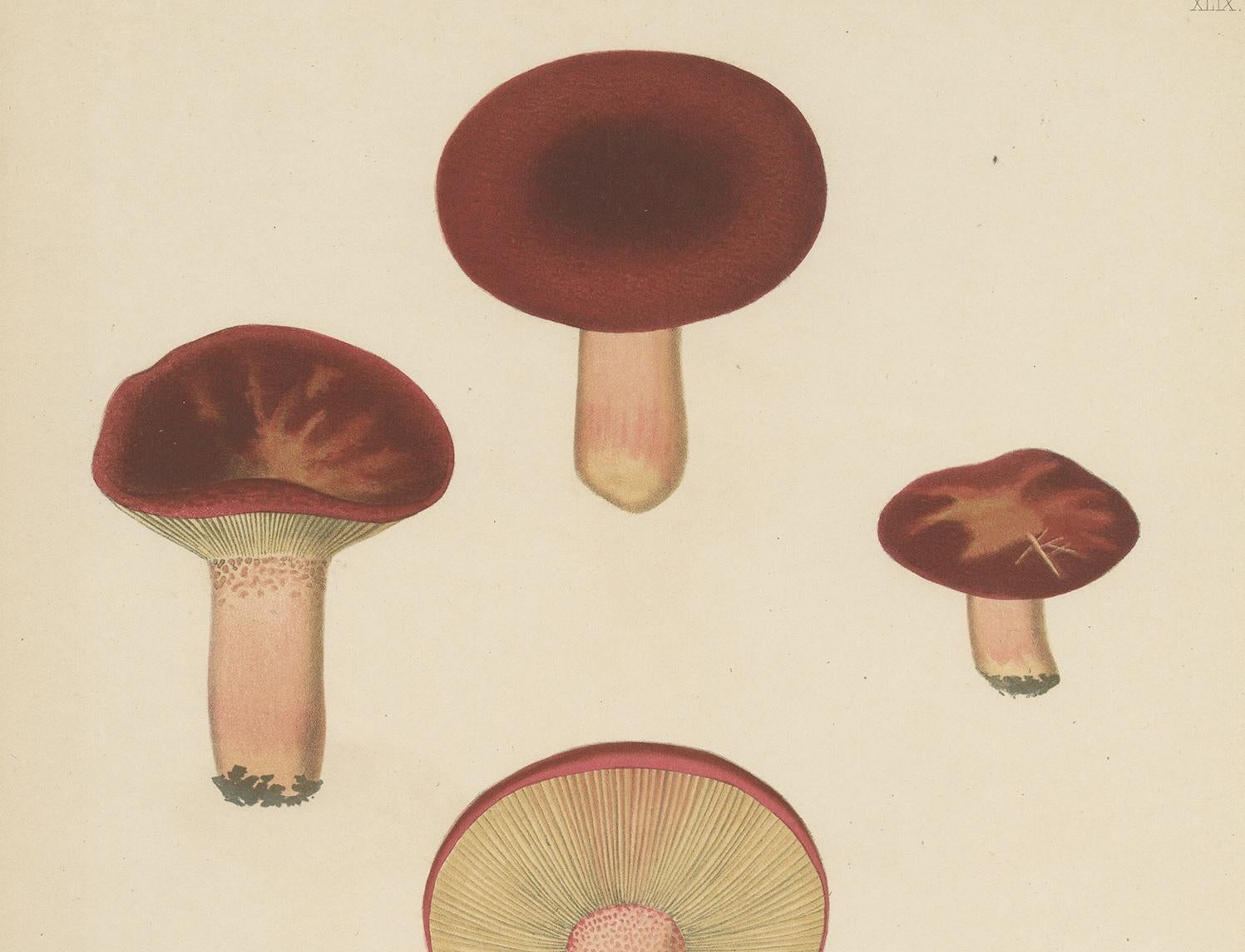 Antique Mycology Print of Russula Emetica by E.M. Fries, circa 1860 In Good Condition In Langweer, NL
