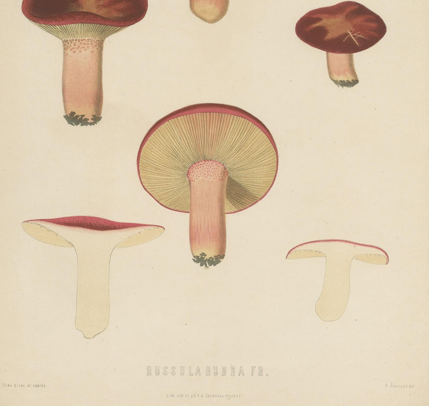 19th Century Antique Mycology Print of Russula Emetica by E.M. Fries, circa 1860
