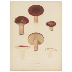 Antique Mycology Print of Russula Emetica by E.M. Fries, circa 1860