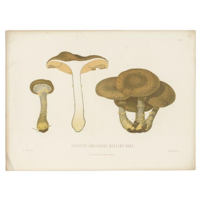 Impression ancienne de la mycologie de l'Armillaria Mellea par Fries, vers 1860