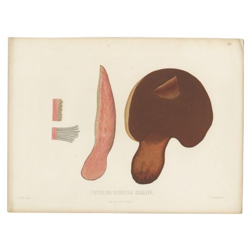 Antiker Mykologie-Druck des Beefsteak Fungus von Fries, um 1860