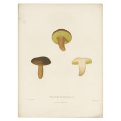Antique Mycology Print of the Boletus Aereus by Fries, c.1860