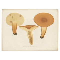 Antique Mycology Print of the Lactifluus Volemus by Fries, c.1860