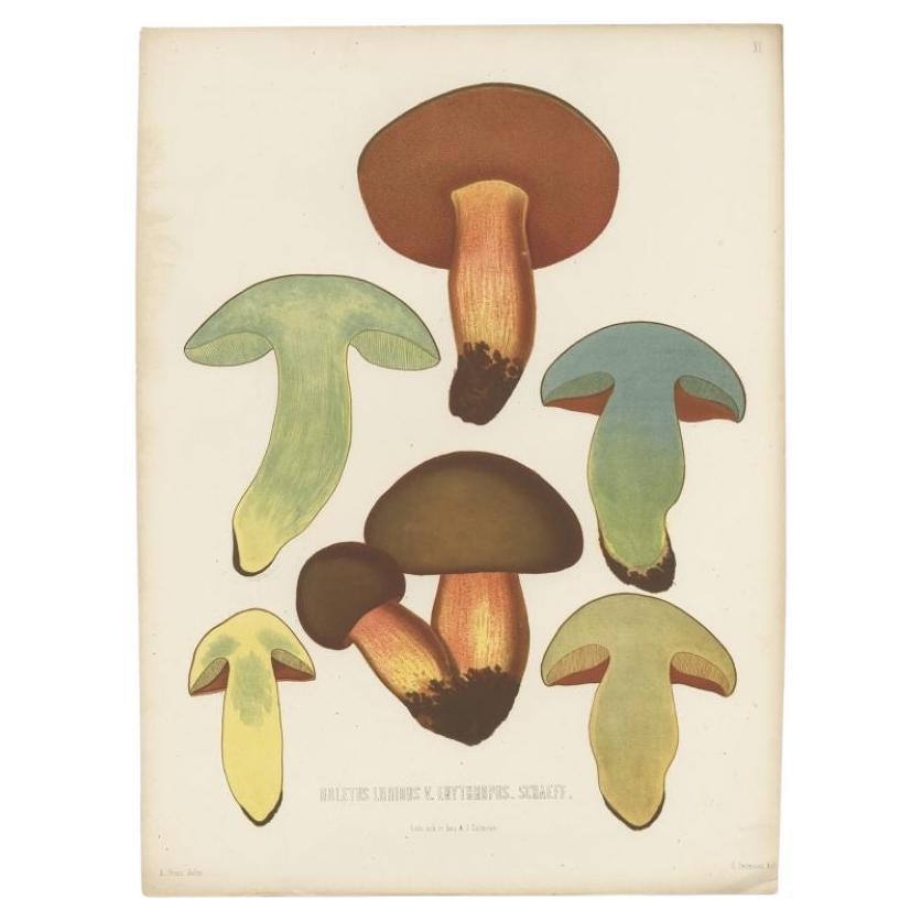 Antique Mycology Print of the Suillellus Luridus by Fries, c.1860