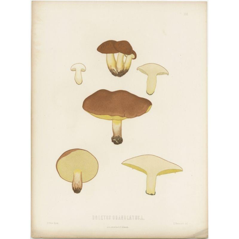 Antique Mycology Print of the Suillus Granulatus by Fries, c.1860 For Sale