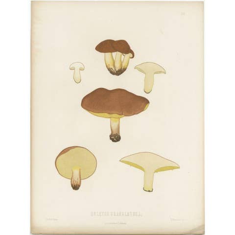 Antique Mycology Print of the Suillus Granulatus by Fries, c.1860