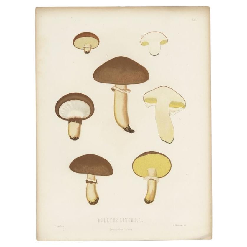 Antique Mycology Print of the Suillus Luteus, C.1860 For Sale