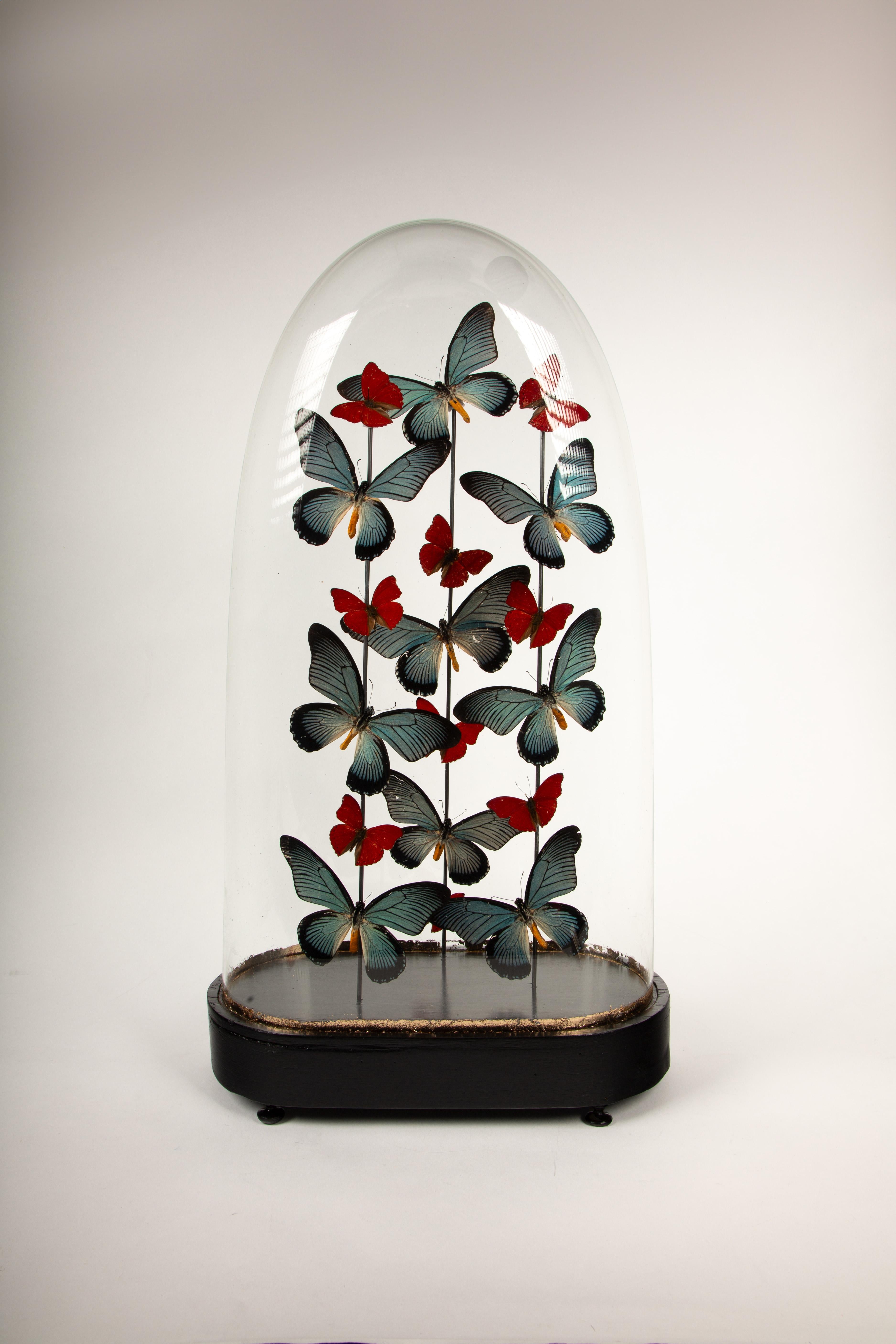This exquisite Antique Napoleon III era (c. 1890) display features an oval glass globe encasing a delicate arrangement of butterflies, including the striking Papilio Zalmoxis and vibrant red glider butterflies. The finely mounted butterflies are