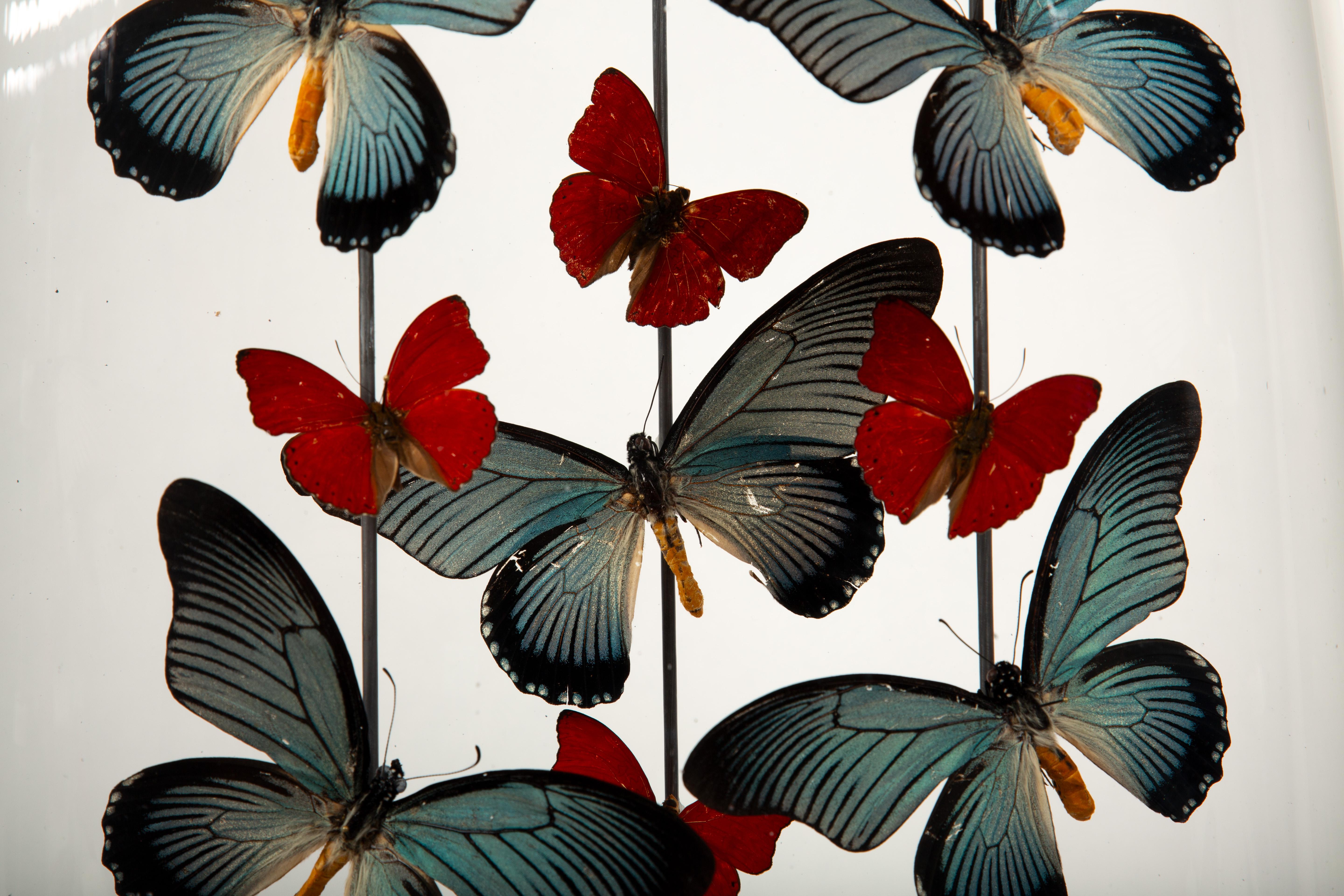 Antique Napoleon III Glass Globe with Papilio Zalmoxis & Red Glider Butterflies In New Condition In New York, NY