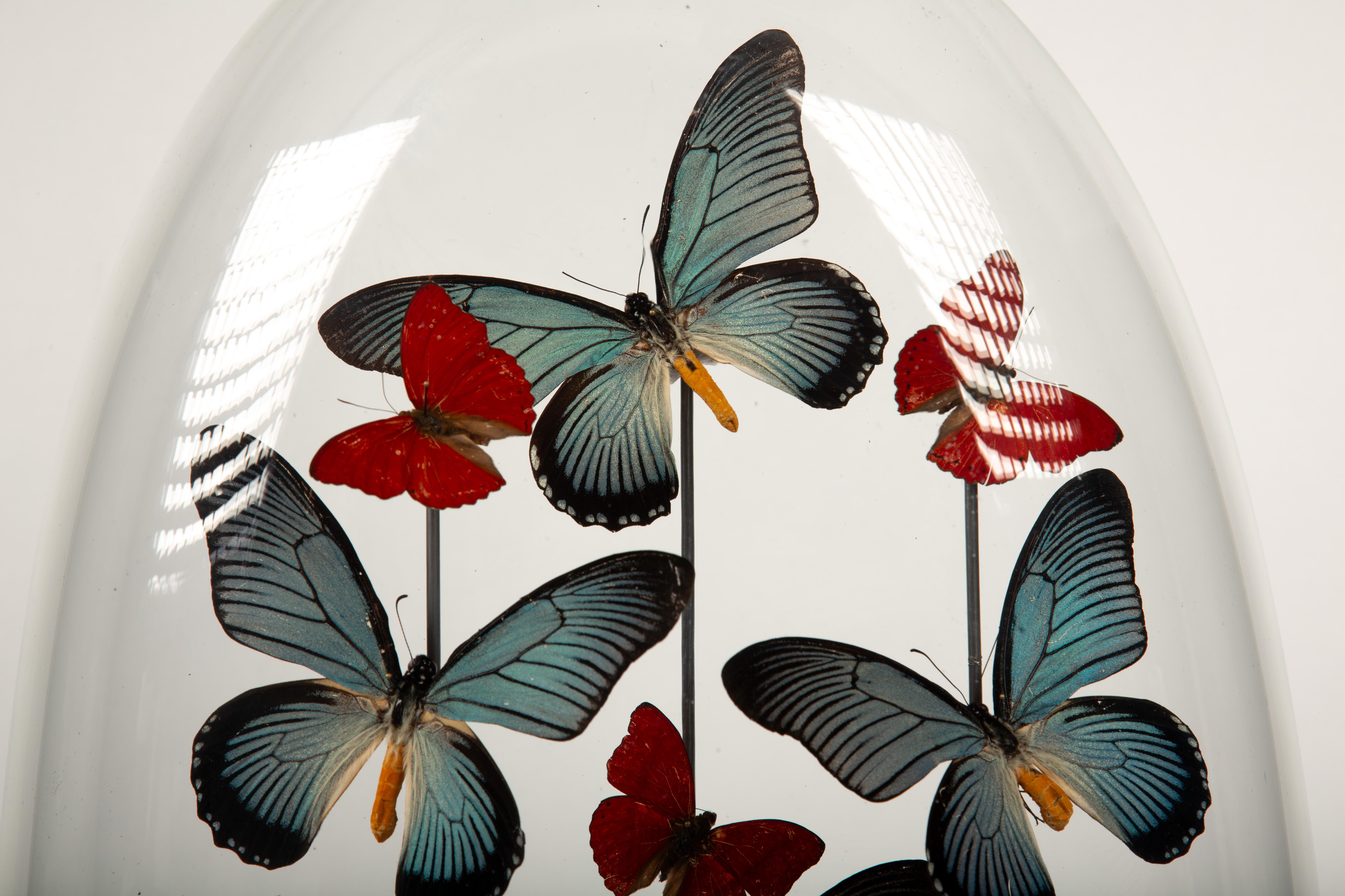 Contemporary Antique Napoleon III Glass Globe with Papilio Zalmoxis & Red Glider Butterflies