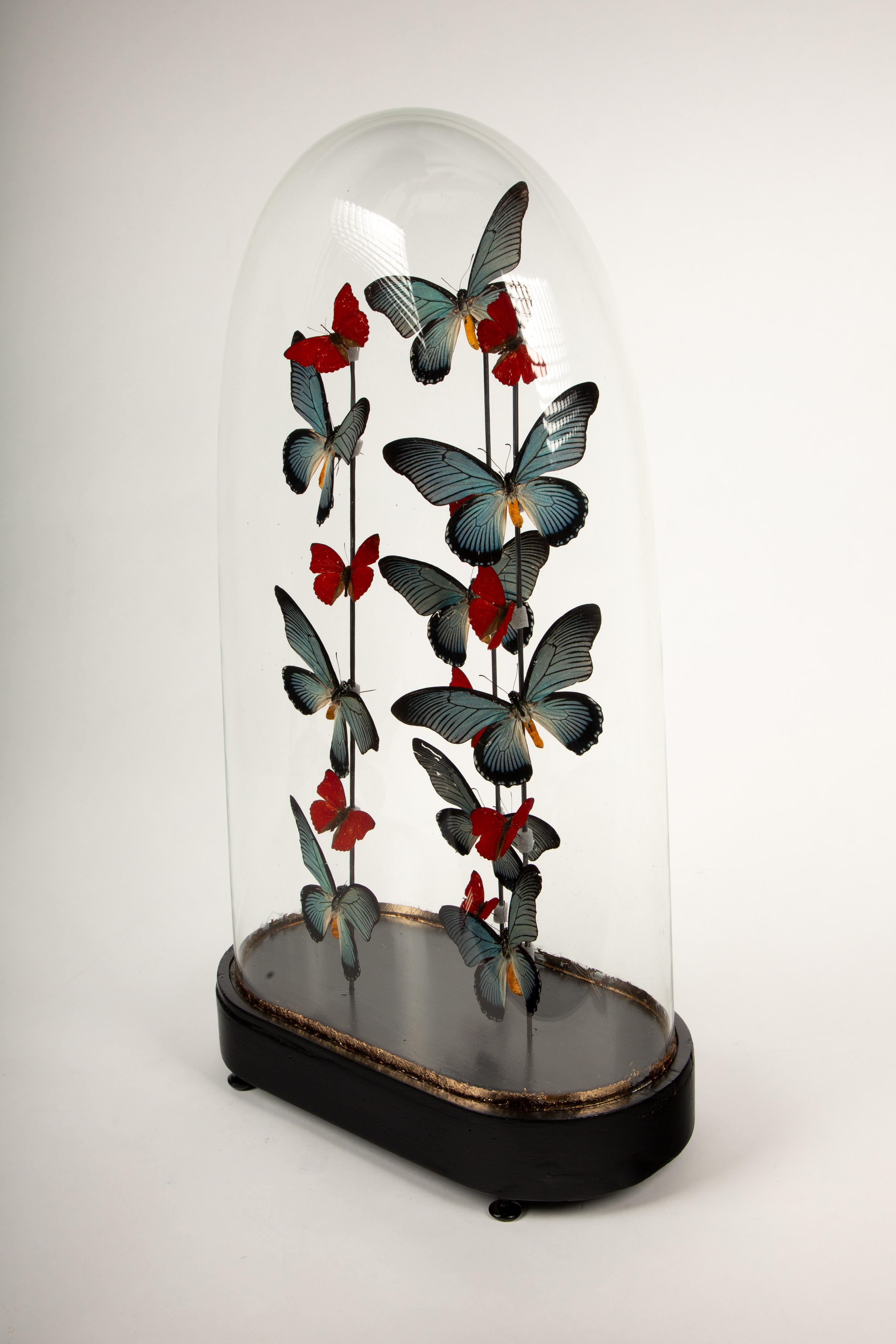 Antique Napoleon III Glass Globe with Papilio Zalmoxis & Red Glider Butterflies 1