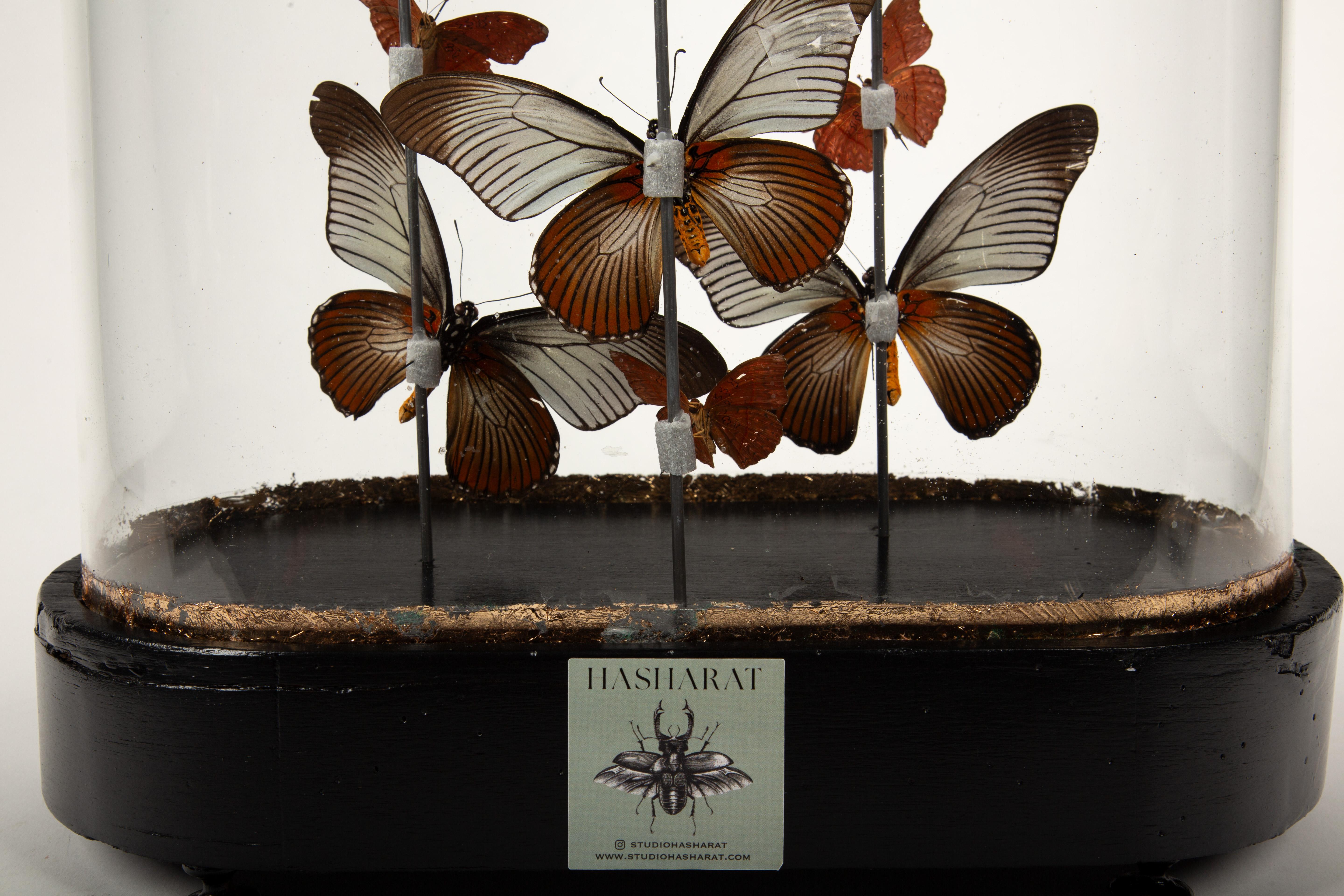 Antique Napoleon III Glass Globe with Papilio Zalmoxis & Red Glider Butterflies 4