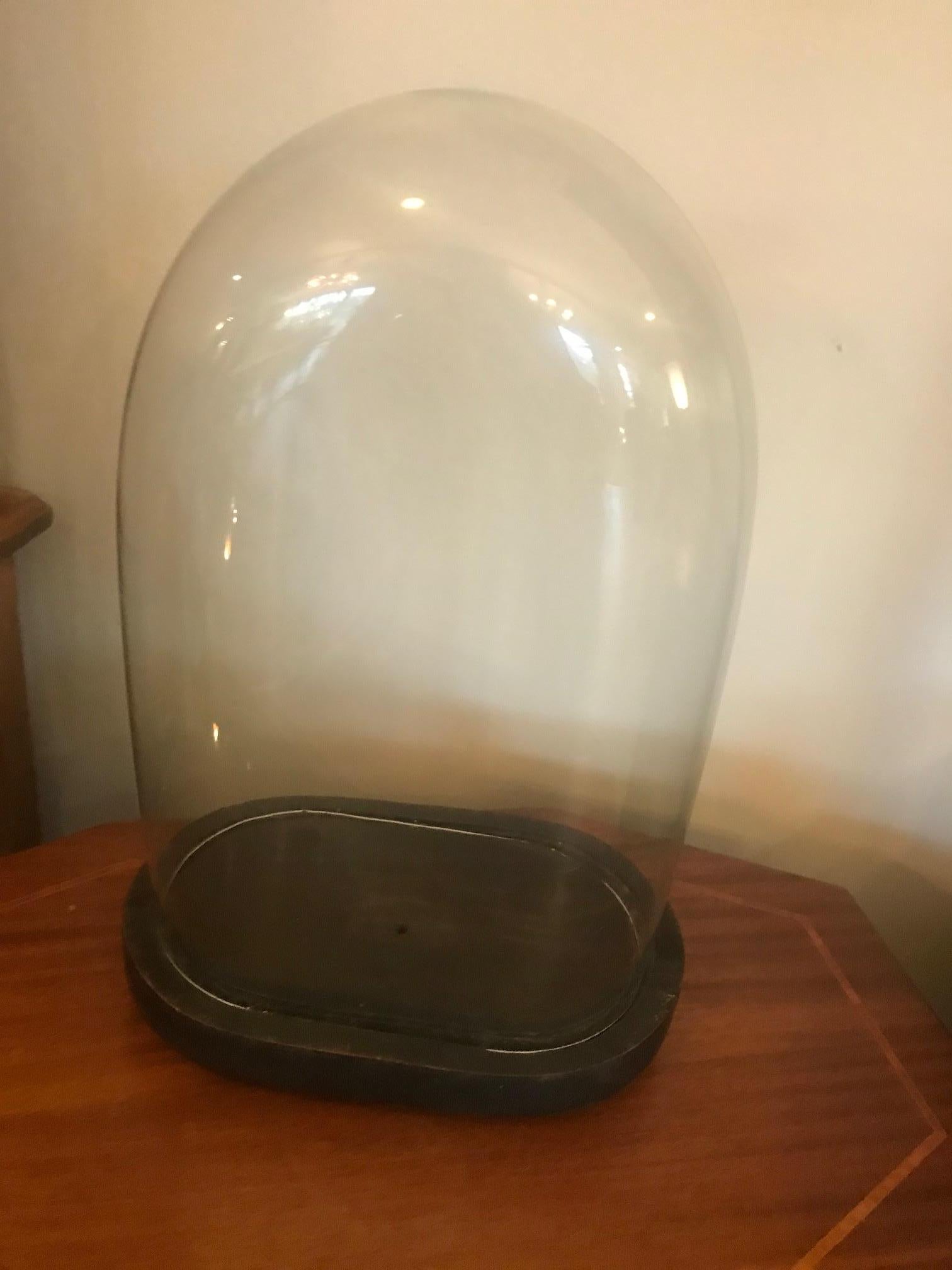 Beautiful antique Napoleon III period bubble glass dome with its wooden base.
The base is not really stable and the wood is stitched but this glass dome is old and has a very good quality.
 