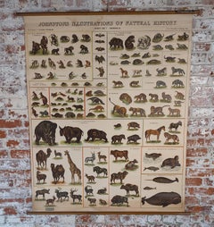 Antique Natural History Wall Chart