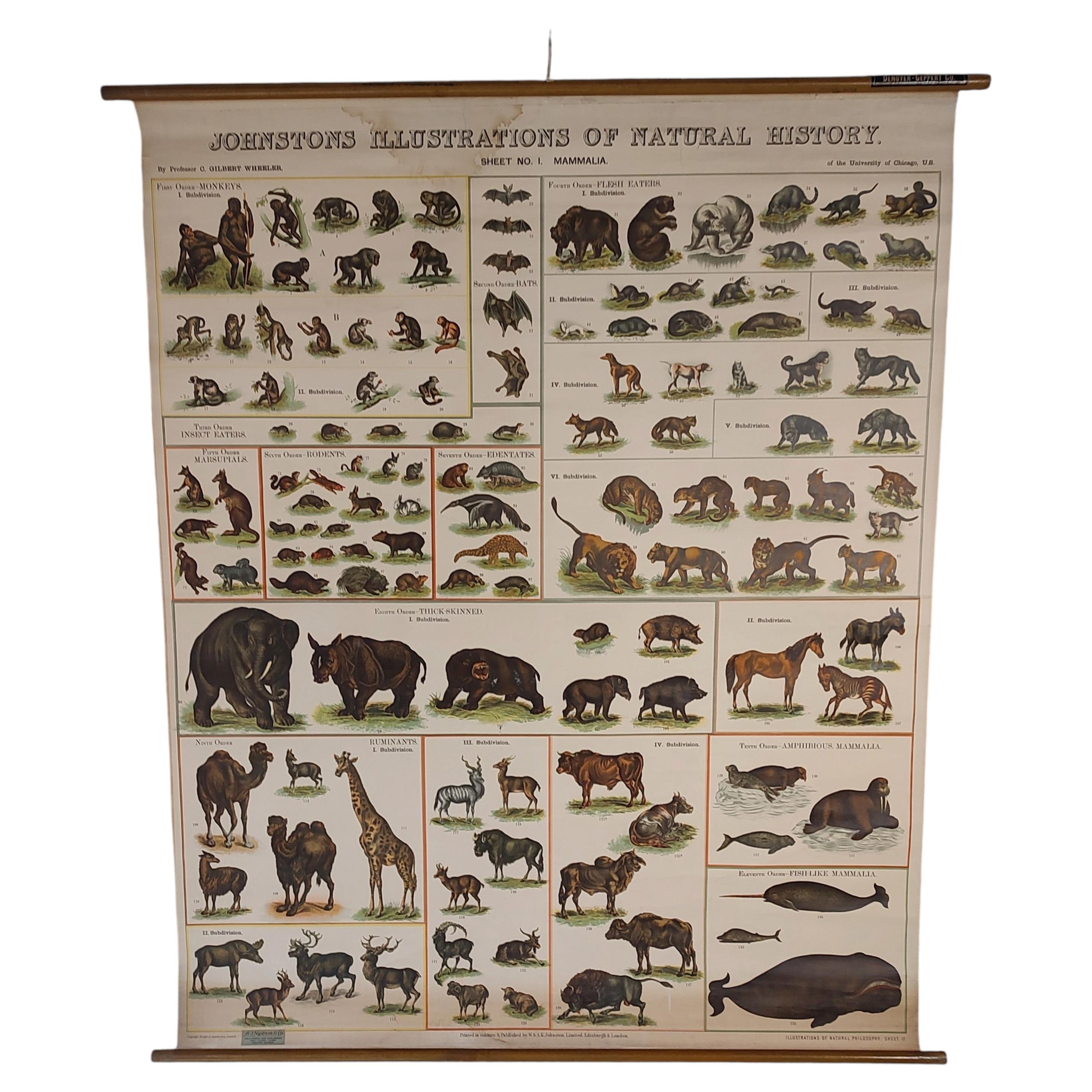 Antike Naturgeschichte Wandtafel