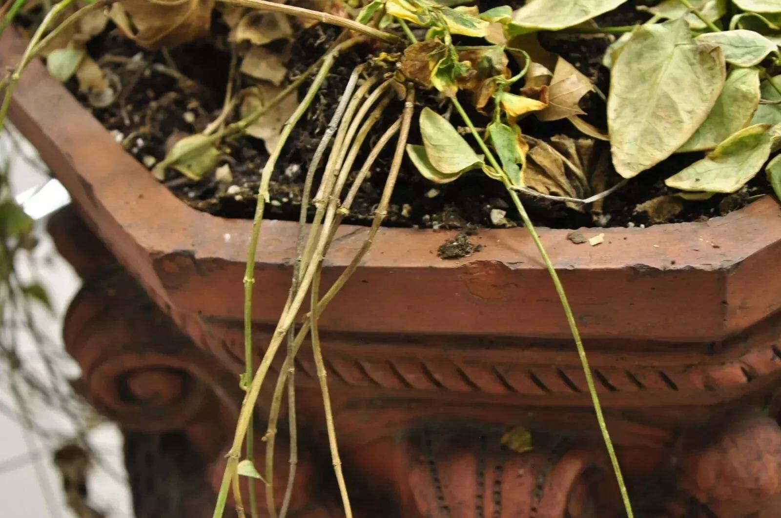 Antique Neoclassical Terracotta Garden Pedestal Planter Pot with Cherub Figures For Sale 2