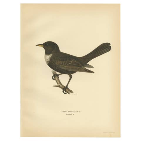 Antique Nicely Colored Bird Print of the Ring Ouzel, 1927