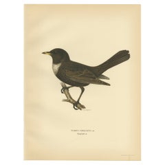 Stampa antica di uccelli ben colorati del Ring Ouzel, 1927