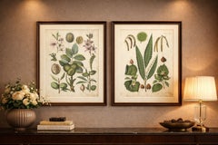 Antique Nut & Tree Botanical Chromolithographs, Walnut & Chestnut, Calwer 1854