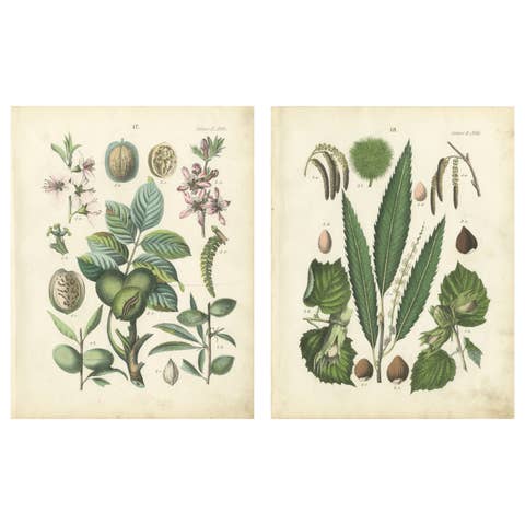 Antique Nut & Tree Botanical Chromolithographs, Walnut & Chestnut, Calwer 1854