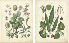 Chromolithographies botaniques anciennes de noix et d
arbres, noyer et châtaignier, Calwer 1854