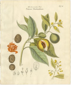 Antique Nutmeg Botanical Print, Myristica aromatica, Hand Colored, c.1831