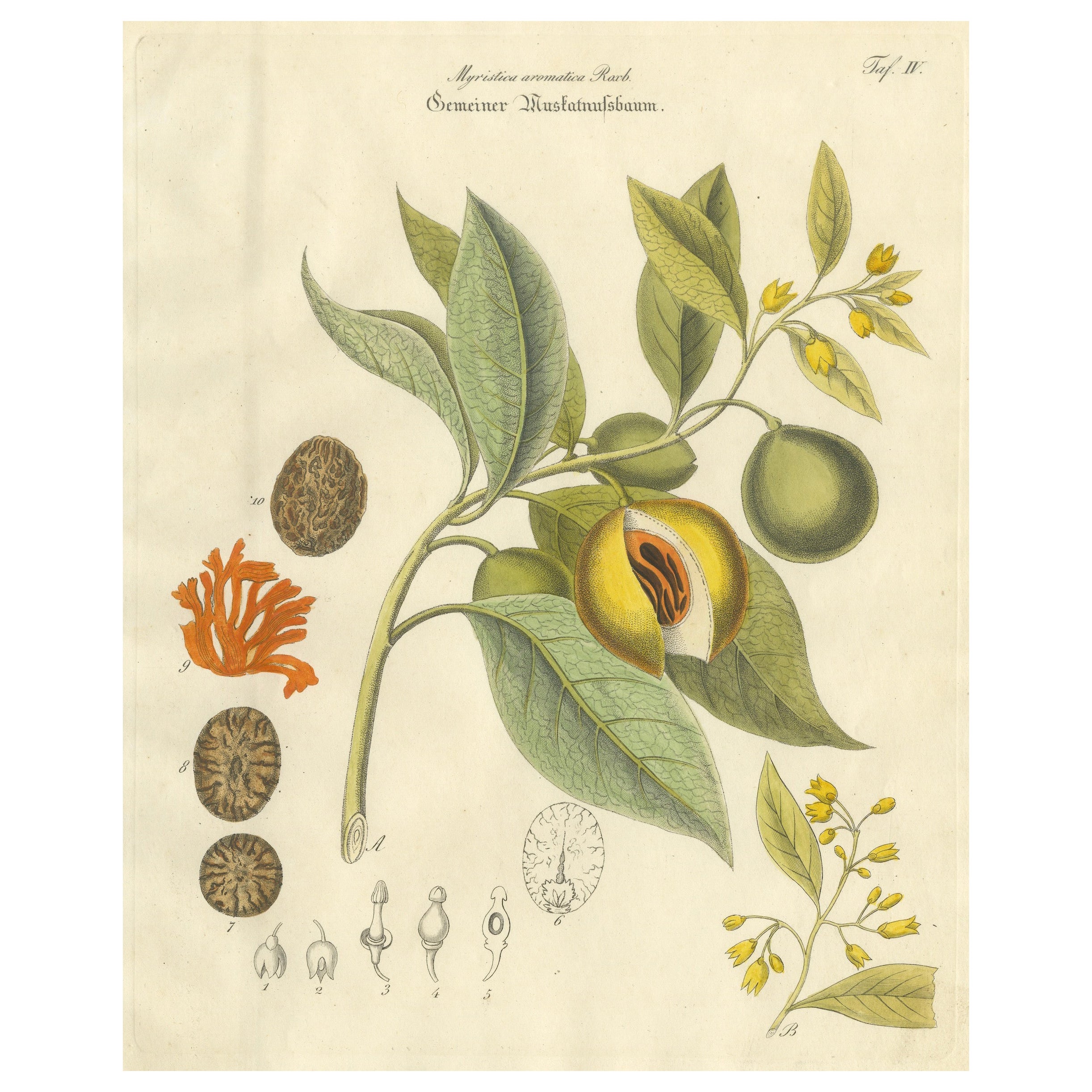 Antique Nutmeg Botanical Print, Myristica aromatica, Hand Colored, c.1831