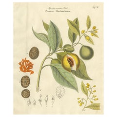 Antique Nutmeg Botanical Print, Myristica aromatica, Hand Colored, c.1831