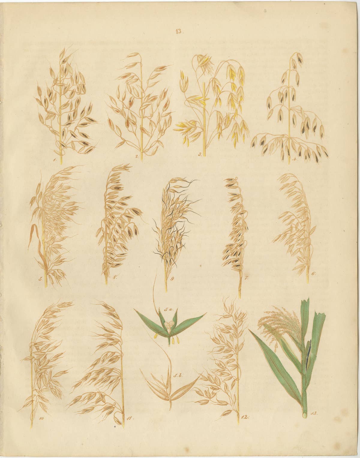 Antique Oats and Wild Grasses Prints, Botanical Lithographs, 1852