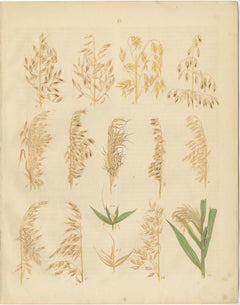 Antique Oats and Wild Grasses Prints, Botanical Lithographs, 1852