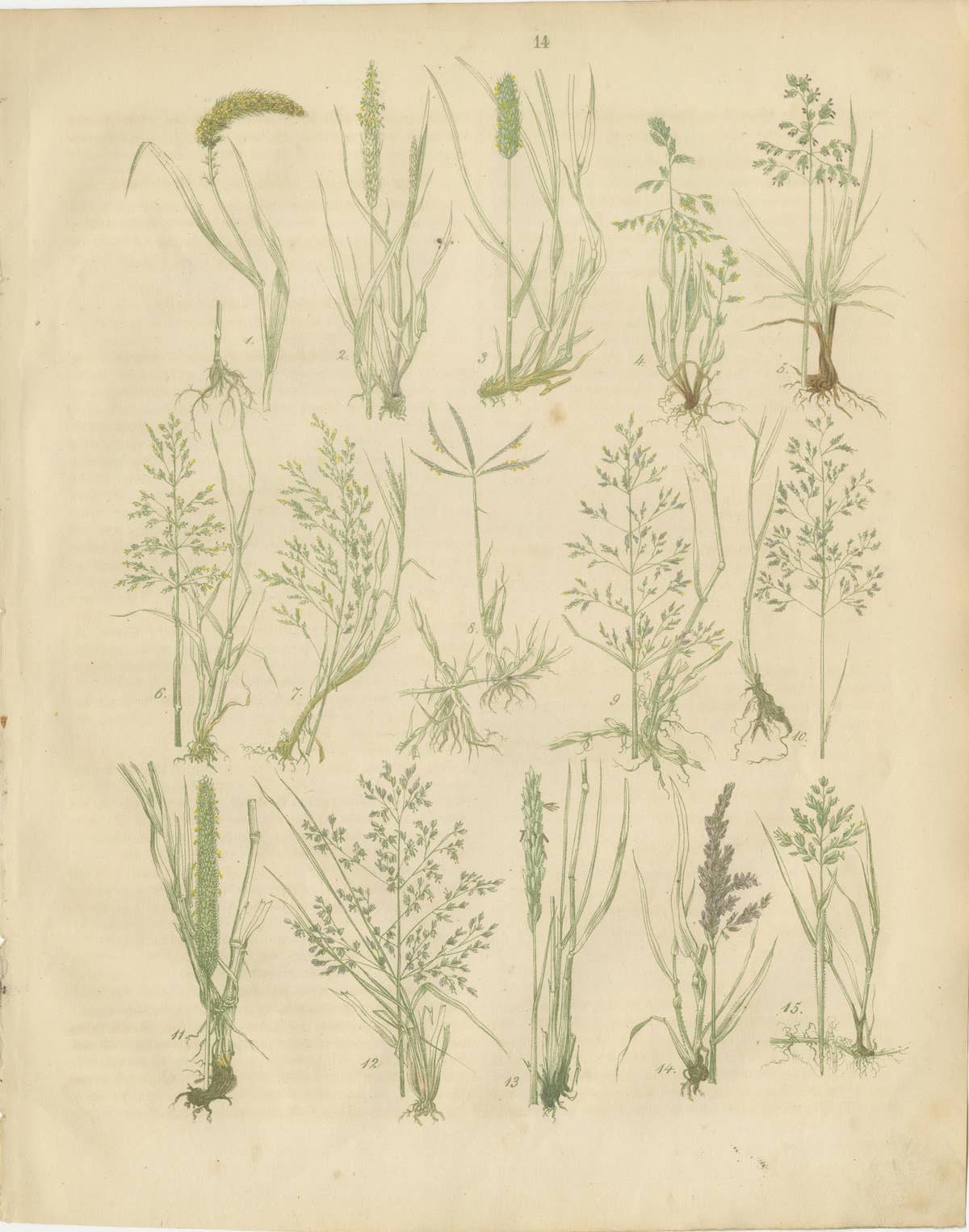 Antique Oats and Wild Grasses Prints, Botanical Lithographs, 1852