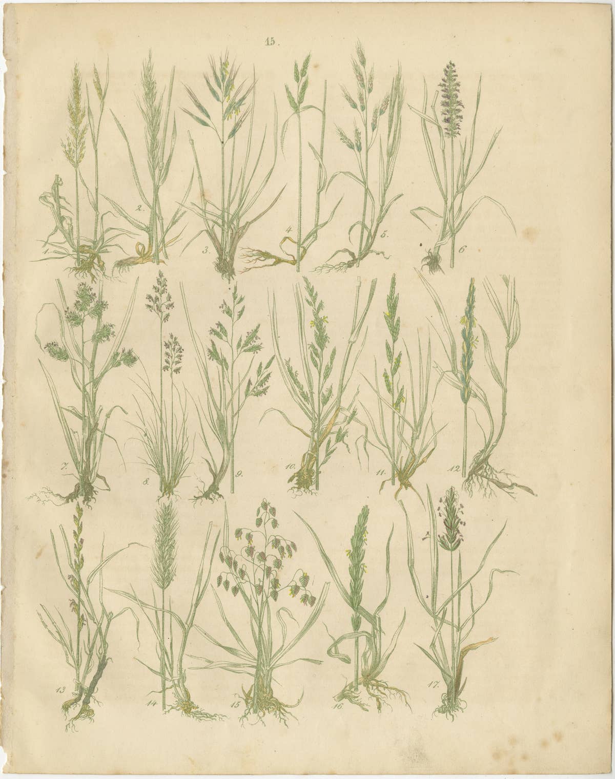 Antique Oats and Wild Grasses Prints, Botanical Lithographs, 1852