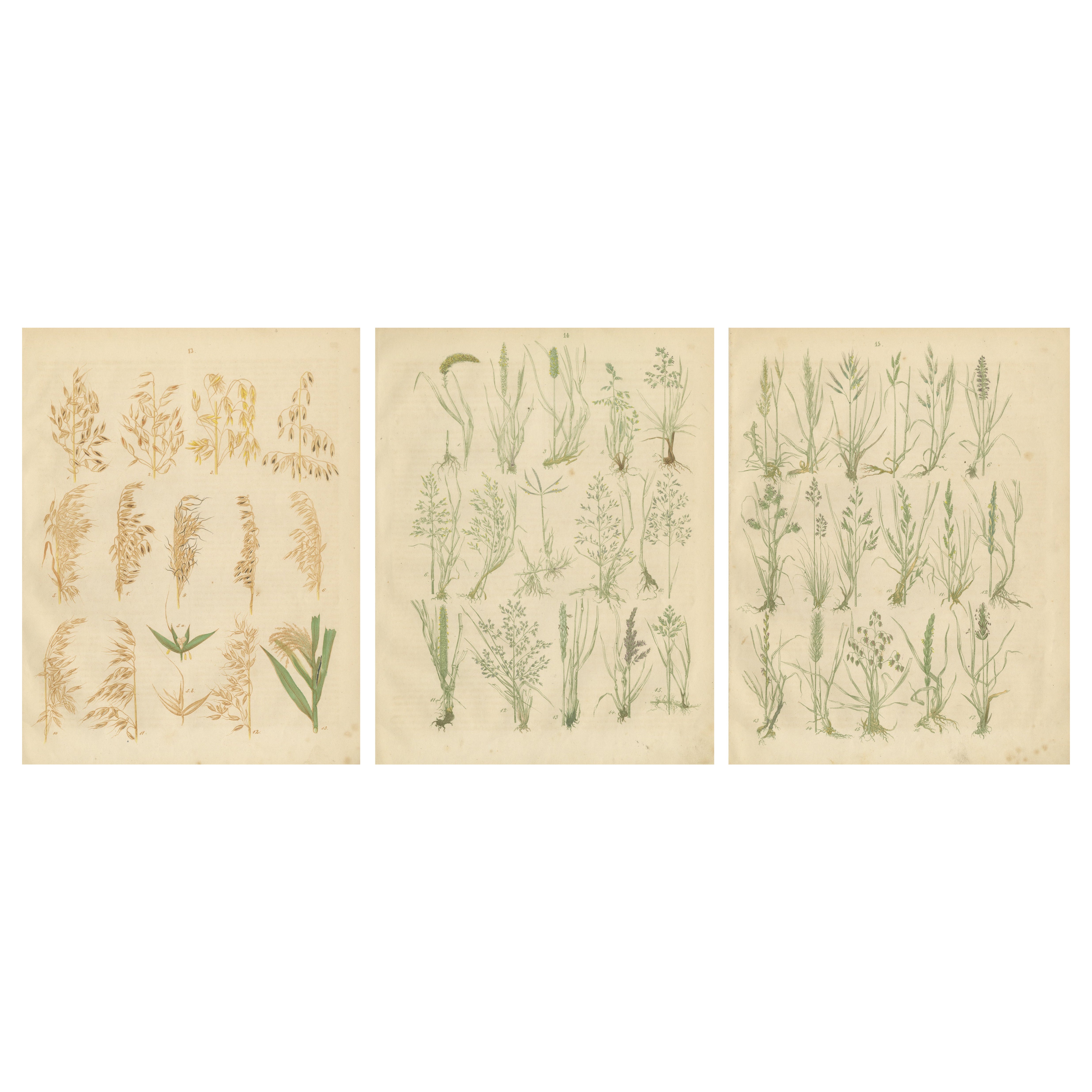Antique Oats and Wild Grasses Prints, Botanical Lithographs, 1852