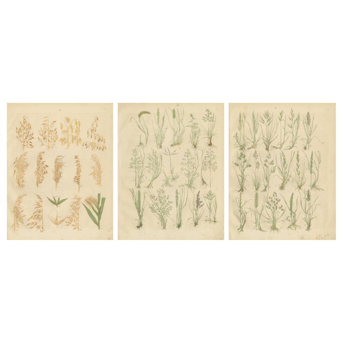 Antique Oats and Wild Grasses Prints, Botanical Lithographs, 1852