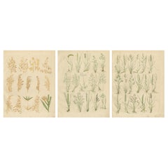 Antique Oats and Wild Grasses Prints, Botanical Lithographs, 1852