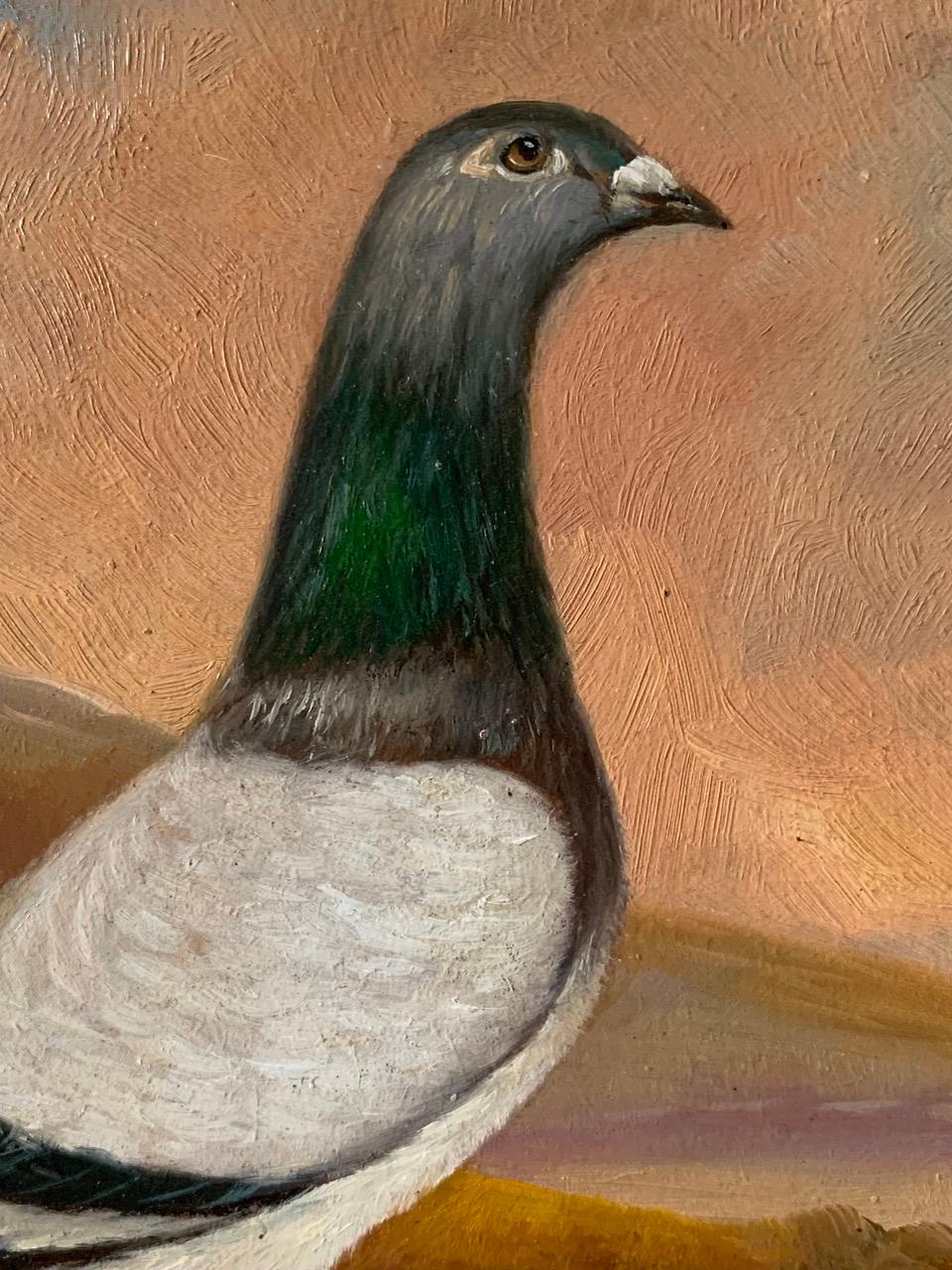 A nice quality antique oil on wooden panel of a racing pigeon. It is unsigned and has clearly been cut down from a larger painting so the signature has been lost. On the reverse there is a name written in pencil, E.H Windred. Who was a very well