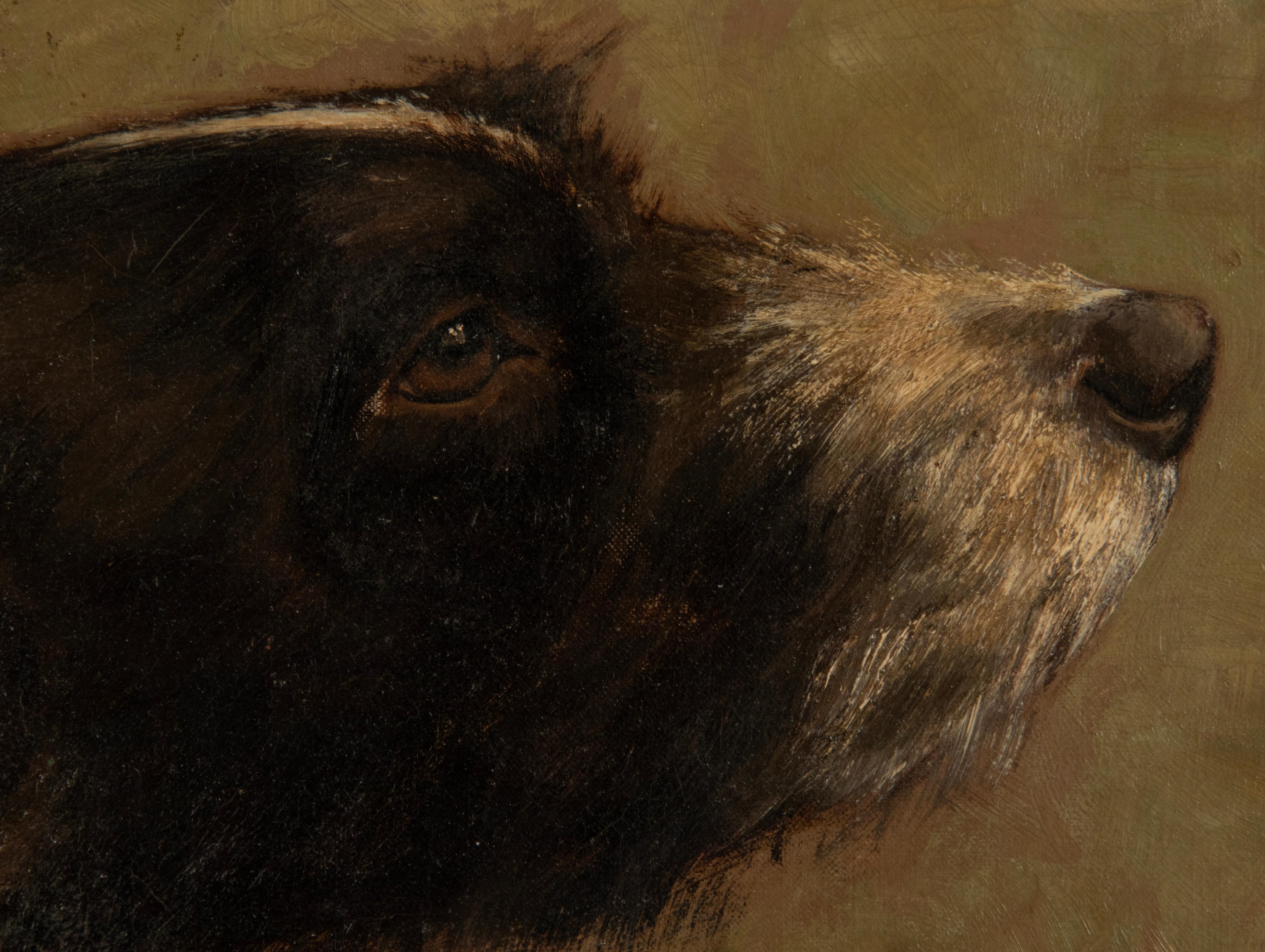 Peinture à l'huile ancienne d'un chien Springer Spaniel anglais par Alice Léotard 2