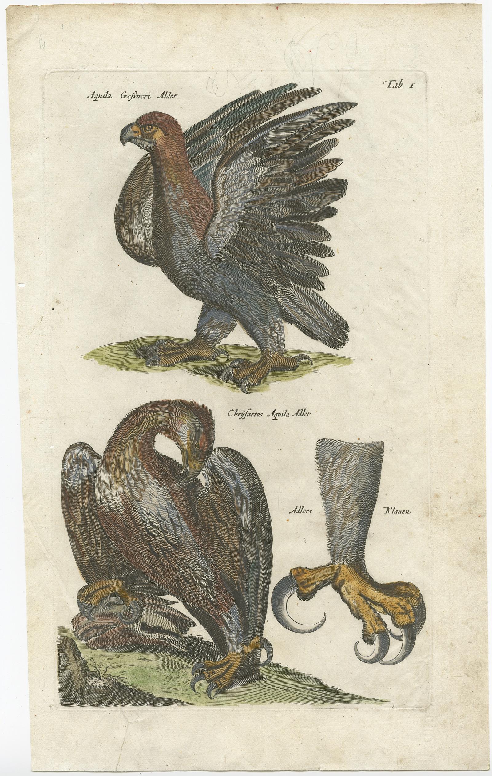 Antique bird print of two eagles and an eagle claw. This print originates from 'Historiae Naturalis De Avibus Libri VI' by John Johnston, published by Matthias Merian in 1657.

Artists and Engravers: John Johnston (or Johnstone, 1603-1675) was a