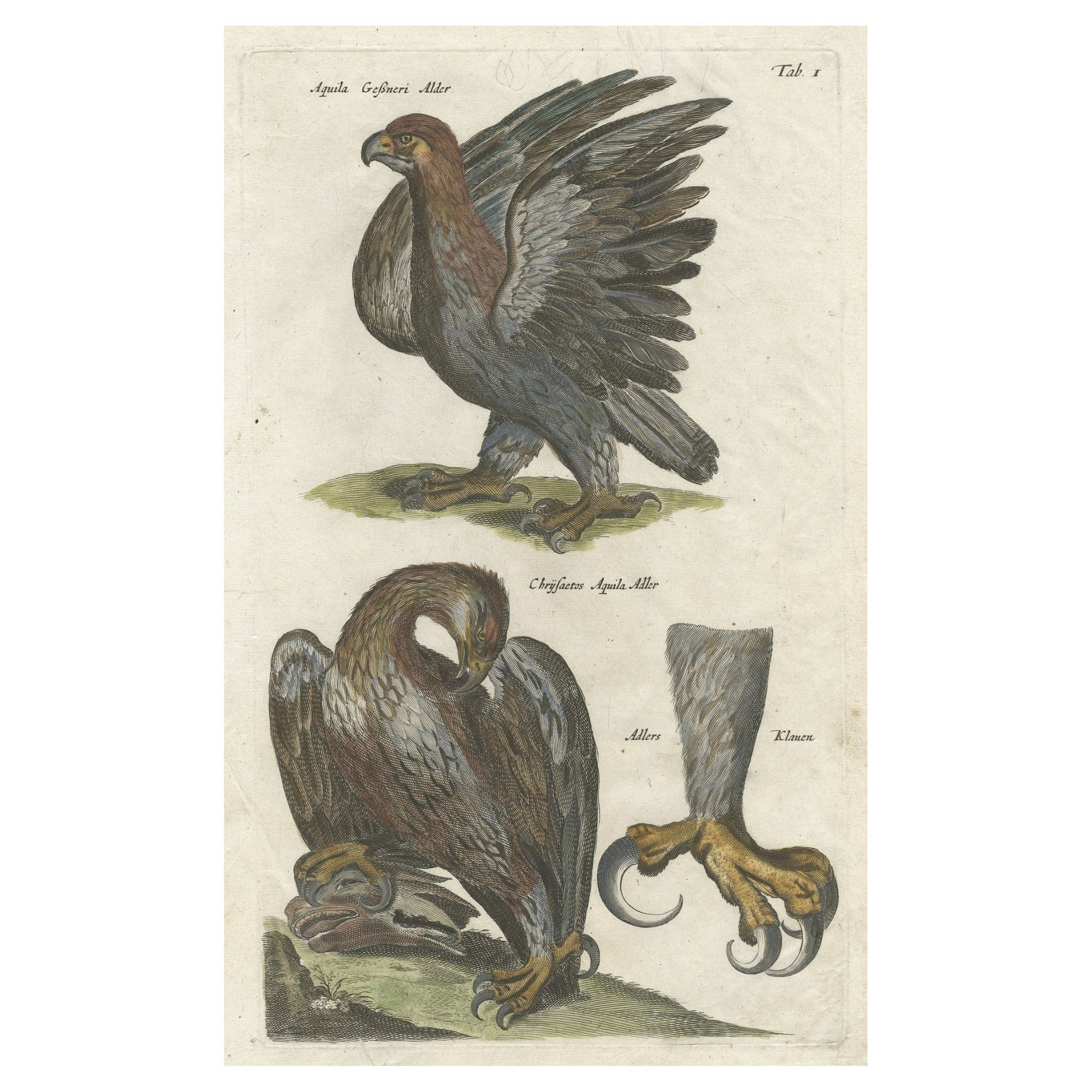Antiker, alter, handkolorierter Vogeldruck mit zwei Adlern und einer Adlerklaue, 1657