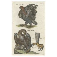 Ancienne estampe oiseau colorée à la main représentant deux aigles et une griffe d'aigle, 1657