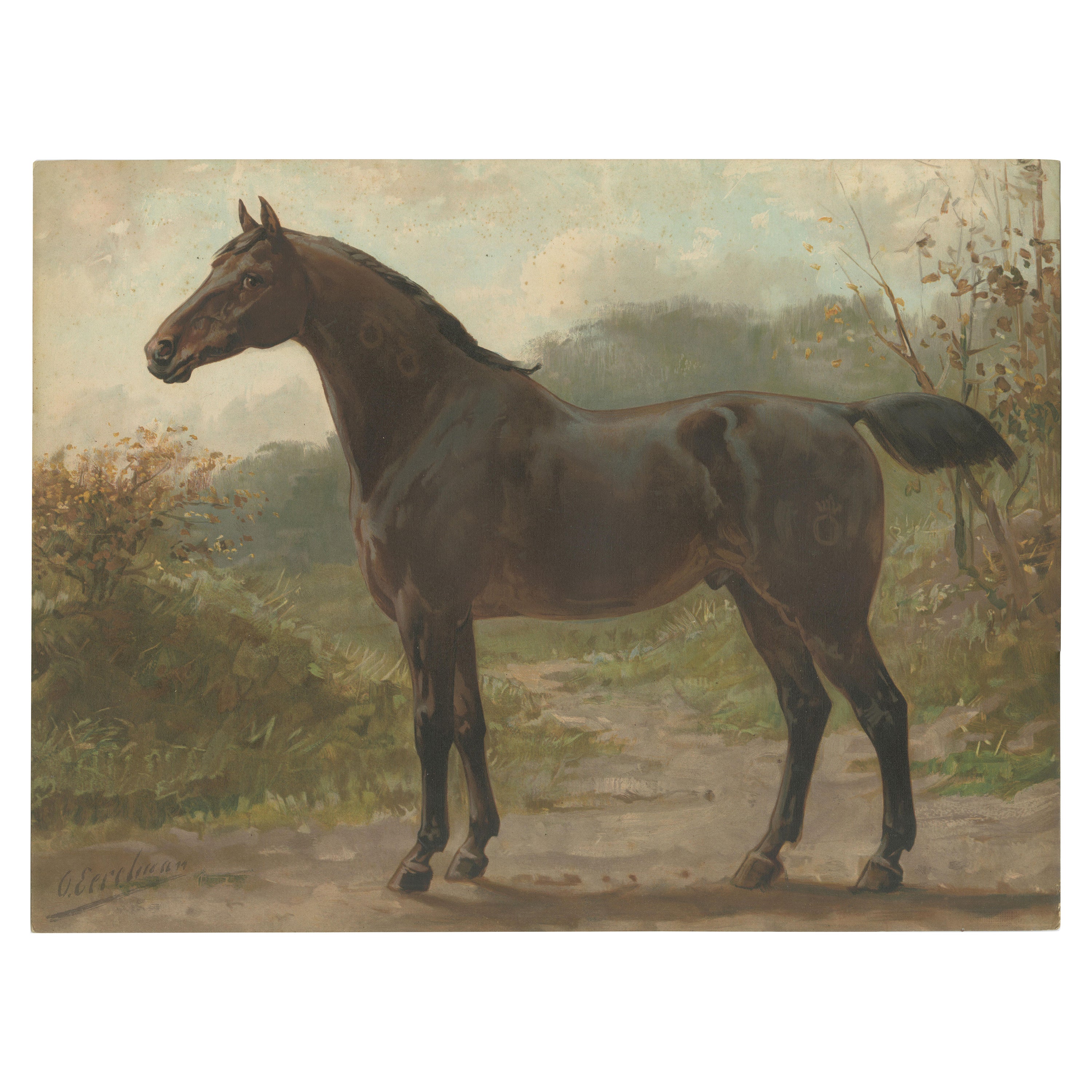 Antique Oldenburg Horse Portrait 1898, German Warmblood Equestrian Lithograph