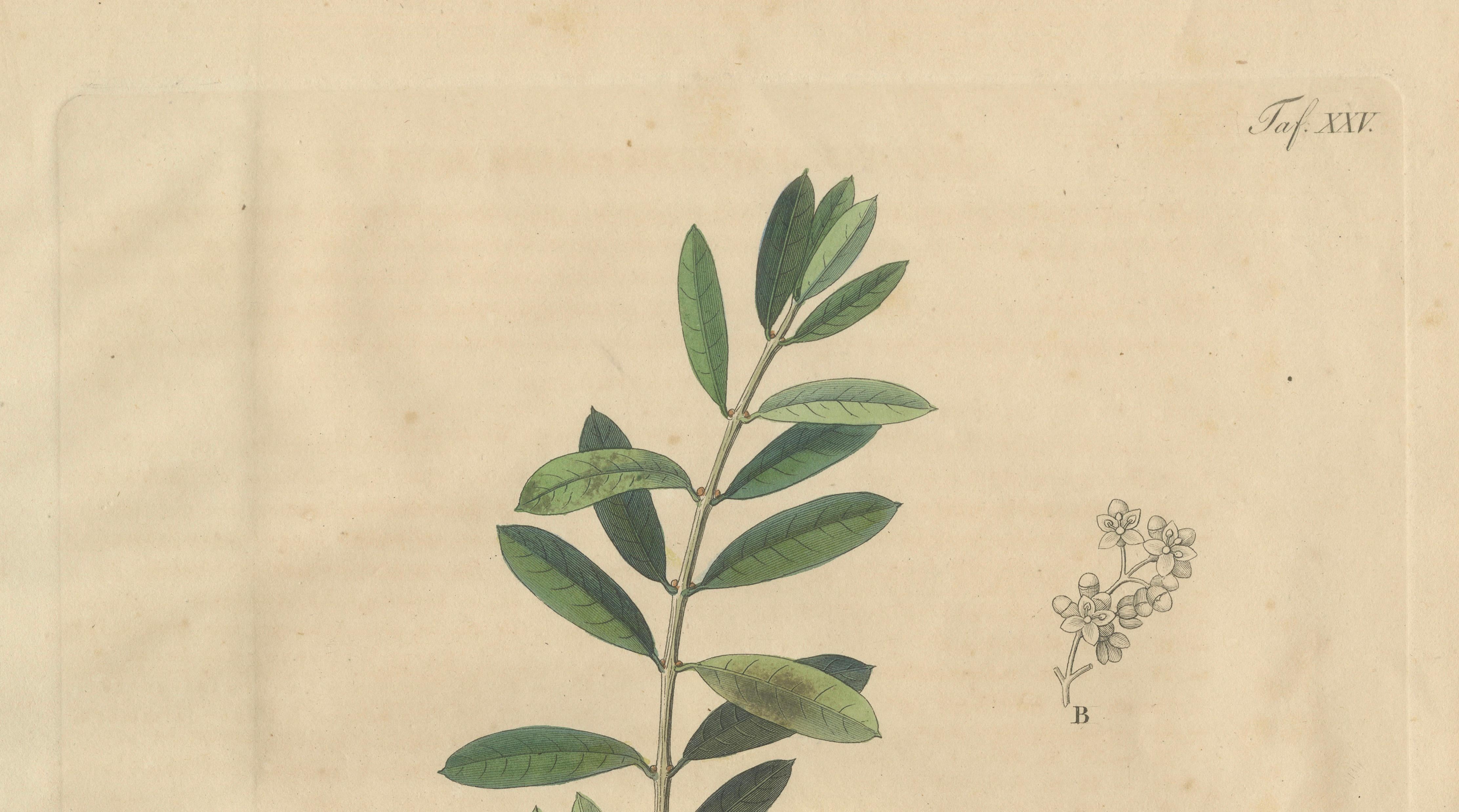 Antique Olive Botanical Print, Hand Colored Copper Engraving, c.1831