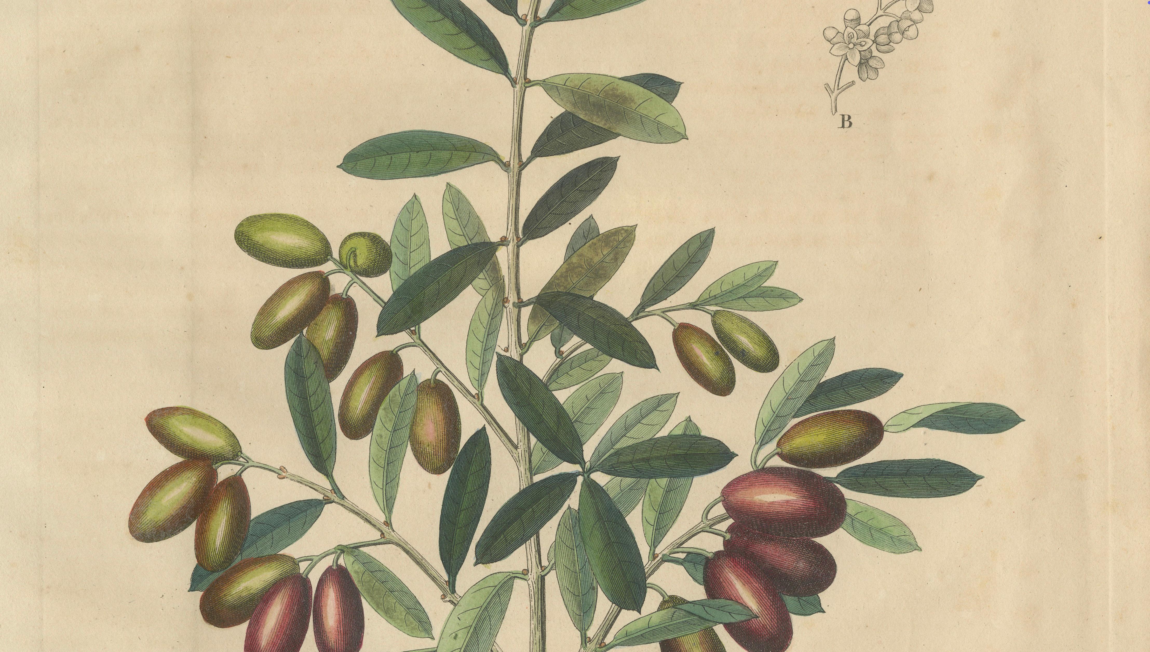Antique Olive Botanical Print, Hand Colored Copper Engraving, c.1831